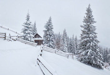 Cozy wooden hut high in the snowy mountains. Great pine trees on the background. Abandoned kolyba shepherd. Cloudy day. Carpathian mountains, Ukraine, Europe