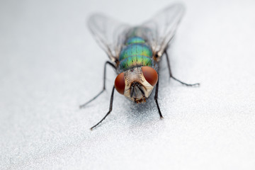 Blow Fly