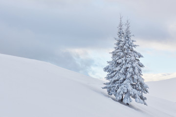 Fantastic winter landscape with one snow tree. Carpathians, Ukraine, Europe