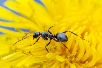 Black Garden Ant