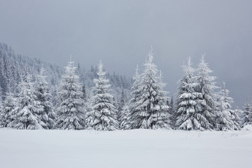 Great winter photo in Carpathian mountains with snow covered fir trees. Colorful outdoor scene, Happy New Year celebration concept. Artistic style post processed photo