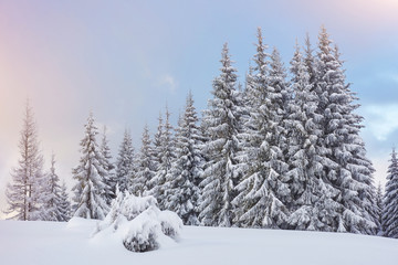 Majestic white spruces glowing by sunlight. Picturesque and gorgeous wintry scene. Location place Carpathian national park, Ukraine, Europe. Alps ski resort