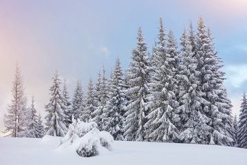 Fototapeta na wymiar Majestic white spruces glowing by sunlight. Picturesque and gorgeous wintry scene. Location place Carpathian national park, Ukraine, Europe. Alps ski resort