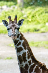Northern Giraffe