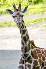 Northern Giraffe