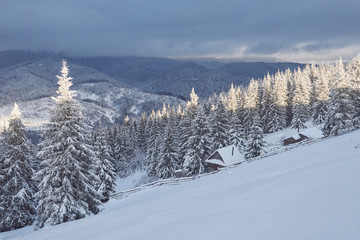 Majestic white spruces glowing by sunlight. Picturesque and gorgeous wintry scene. Location place Carpathian national park, Ukraine, Europe. Alps ski resort. Blue toning. Happy New Year Beauty world