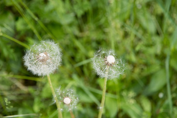 2 dandelions