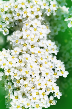 Close up picture with spiraea bush showing the details of flowers. White Spirea in a green garden. Background of white spring flowers.