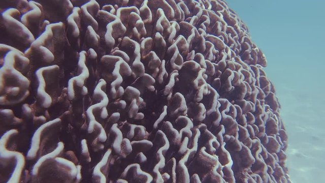 Tracking Close Up Shot Moving Around A Living Blue Heliopora Coral Head Endangered By Global Climate Change.