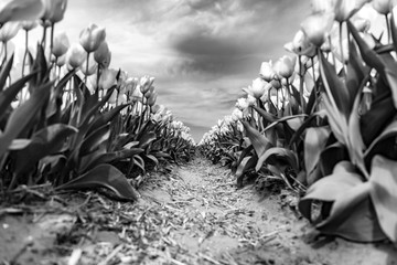 dutch drama tulips