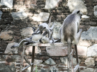 Indian Monkey Also Know as Indian Langur, Hanuman Langur, Semnopithecus Entellus, Presbytis Entellus