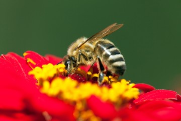 bee or honeybee in Latin Apis Mellifera