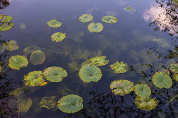 Lillypads