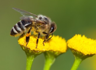 bee or honeybee in Latin Apis Mellifera