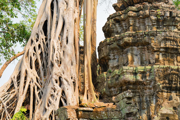 Tree roots in Ta Prohm temple complex Siem Reap Cambodia