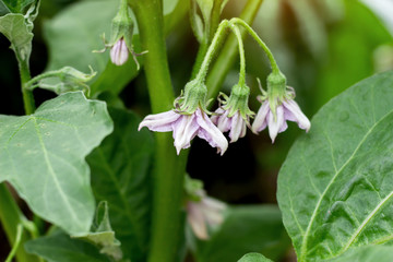 Obraz premium Purple eggplant blooming in the vegetable plant