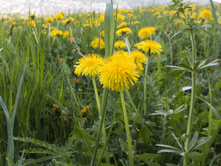 Auf einer Wiese auf der Schwäbischen Alb blüht Löwenzahn, es ist Frühling.