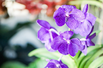 Beautiful purple orchid, Vanda.