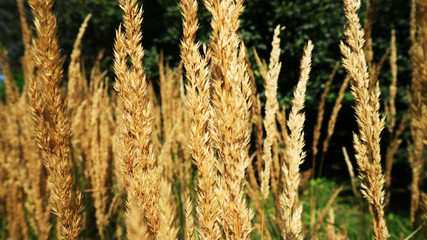 Obraz premium Wheat is growing on field