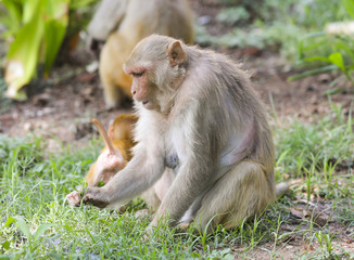 Indian Monkey or Rhesus Macaque Monkey Portrait, Ranakpur Jain Temple, Rajasthan, India