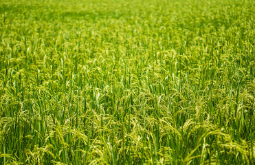 Beautiful nature farm rice and the green field, and the gleaming grain.