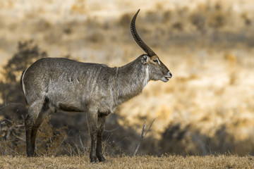 Common Waterbuck in Kruger National park, South Africa
