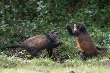 Golden monkeys playing