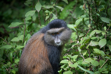 Golden monkey in Volcanoes National Park