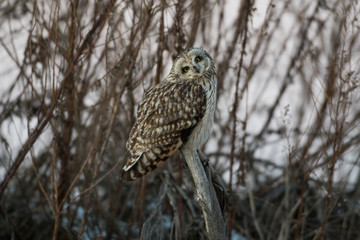 Fototapeta premium Portrait of short eared owl