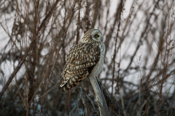 Portrait of short eared owl