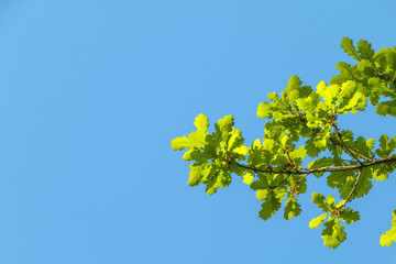 Oak tree branches and green leaves against blue sky. Sunny day. Copy space. Nature background.