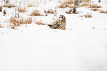 Short-eared owl in the snow