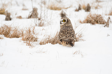 Short eared owl perched on ground