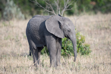 Obraz na płótnie Canvas Young elephant calf in Masai Mara