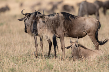 wildebeest at Masai mara
