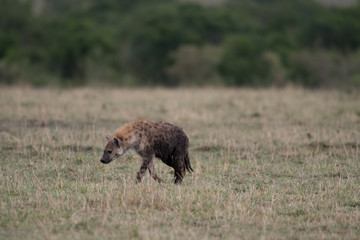 Spotted hyena in Masai Mara