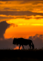 Fototapeta na wymiar Wildebeest at sunset