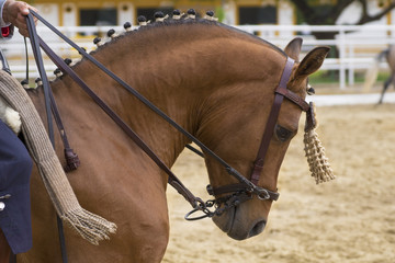 Caballo árabe en Doma Vaquera