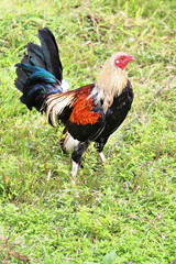 Filipino gamefowl specially bred for fighting in cockfights. Sipalay-Philippines. 0436