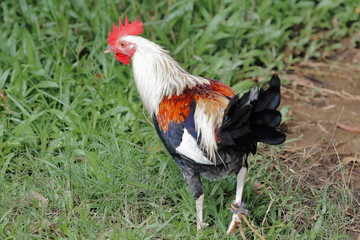Filipino gamefowl specially bred for fighting in cockfights. Sipalay-Philippines. 0437