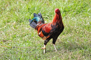 Filipino gamefowl specially bred for fighting in cockfights. Sipalay-Philippines. 0438