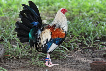 Filipino gamefowl specially bred for fighting in cockfights. Sipalay-Philippines. 0448