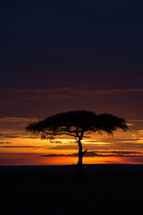 Fototapeta na wymiar Masai Mara at sunset
