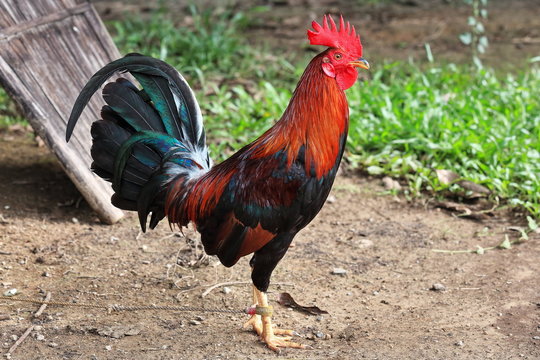 Filipino gamefowl specially bred for fighting in cockfights. Sipalay-Philippines. 0449
