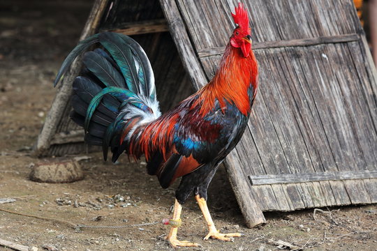 Filipino gamefowl specially bred for fighting in cockfights. Sipalay-Philippines. 0450