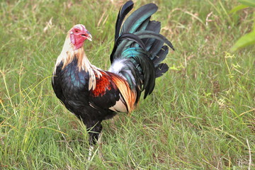Filipino gamefowl specially bred for fighting in cockfights. Sipalay-Philippines. 0457