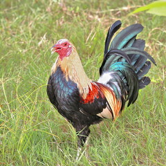 Filipino gamefowl specially bred for fighting in cockfights. Sipalay-Philippines. 0459