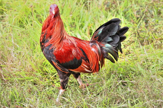 Filipino gamefowl specially bred for fighting in cockfights. Sipalay-Philippines. 0456
