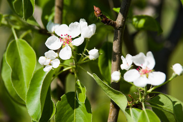 small pear tree blooming in spring