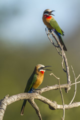 White fronted Bee eater in Kruger National park, South Africa
